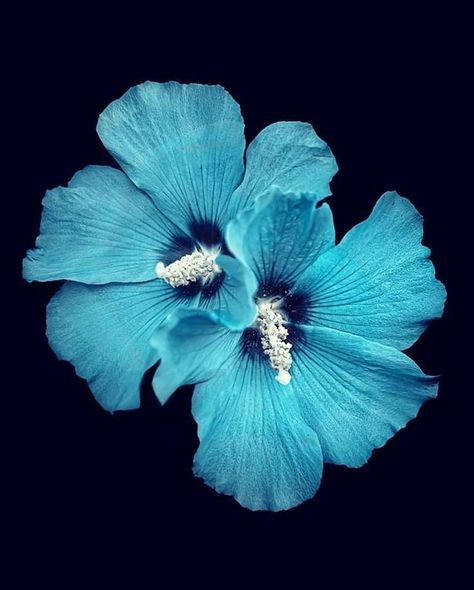 Blue Hibiscus Flower Black Background, Hibiscus Flower Wallpaper Blue, Blue Hibiscus Wallpaper, Blue Flower Pictures, Blue Hibiscus Flower, Hibiscus Wallpaper, Flowers Black Background, Photo Bleu, Blue Flower Wallpaper