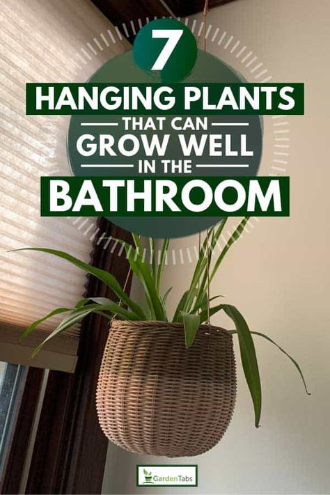 Spider Plant Indoor, Bathroom Plants Hanging, Plant Bathroom, Best Bathroom Plants, Indoor Ferns, Types Of Houseplants, Large Indoor Plants, Plant Window, Asparagus Fern