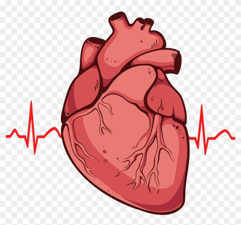 Picture Of A Heart Organ, Real Heart Drawing, Human Clipart, Human Heart Diagram, Organ Tubuh, Human Heart Drawing, Human Heart Anatomy, Heart Diagram, Heart Real