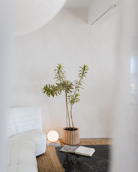 Song of India, the perfect addition 🌱 Shot by @davepaddock . . . . . . . . . #indoorplants #urbanjungle #interiordecor | Instagram Song Of India Plant, India Decor, Plant Indoor, Plant Decor Indoor, Urban Jungle, Indoor Decor, Room Inspo, Indoor Plants, Interior Decorating