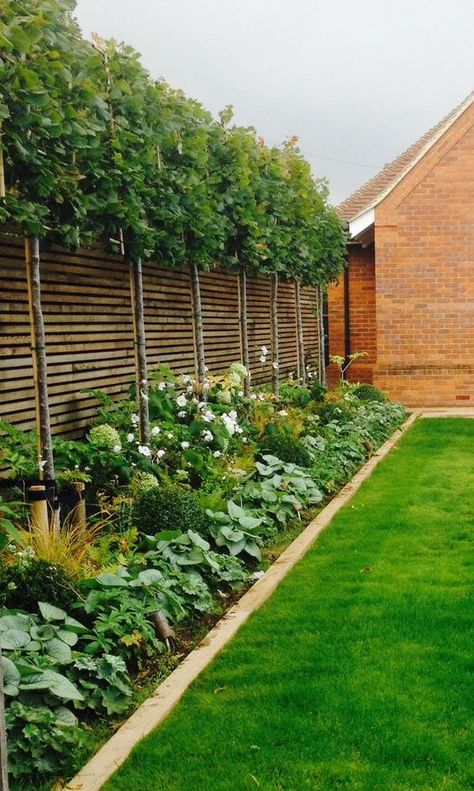 Garden With Hedge Borders, Timber Garden Border, Small Covered Garden Ideas, Privacy Plants Backyard, Hedge And Fence, Lemon Tree Hedge, Backyard Privacy Hedge, Under Planting Ideas, Using Trees As A Privacy Fence