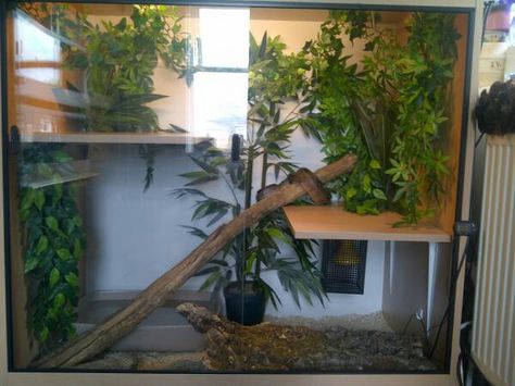 Awesome boa terrarium Dumerils Boa Enclosure, Boa Constrictor Enclosure, Bci Boa, Boa Enclosure, Snake Terrarium, Snake Enclosure, Enclosure Ideas, Terrarium Ideas, Boa Constrictor