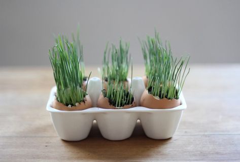 DIY: Grow your own wheatgrass eggs | Going from seed to sprout in just three days, there's still time to plant yourself a miniature crop of Easter grass. Diy – Velikonoce, Seed Starters, Kid Friendly Crafts, Egg Shell, Easter Season, Easter Traditions, Wheat Grass, Easter Centerpieces, Program Ideas