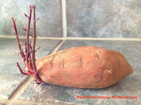 My sweet potato looks like this...  Now what??? Grow Potatoes In Container, Plant Experiments, Potato Plant, Sprouting Sweet Potatoes, Container Potatoes, Sweet Potato Plant, Growing Sprouts, Growing Sweet Potatoes, Garden Growing