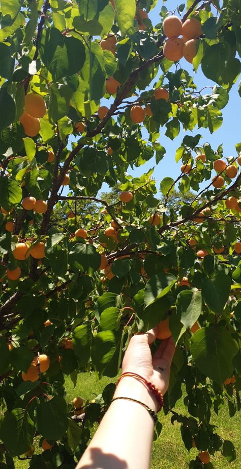 Picking Fruits Aesthetic, Picking Fruit Aesthetic, Fruit Farm Aesthetic, Apricots Aesthetic, Fruit Tree Aesthetic, Fruit Picking Aesthetic, Poetry Scrapbook, Apricot Aesthetic, Orchard Aesthetic