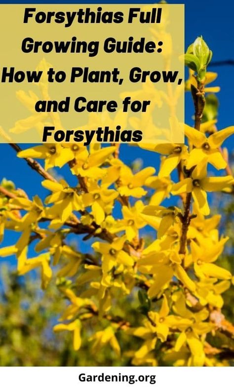 Forcynthia Bushes, Perennial Bushes, Forsythia Bush, Garden 2023, Outside Plants, Yellow Blossom, Gothic Garden, Invasive Plants, Garden Shrubs