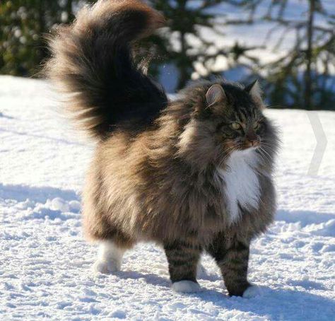 Mountain Cat Norwegian, Norigian Forest Cat, Norweign Forest Cat, Brown Norwegian Forest Cat, Black Norwegian Forest Cat, Oulu Finland, Warrior Cat Oc, Norwegian Forest, Gorgeous Cats