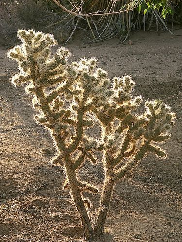 jumping cholla cactus Cholla Cactus, Desert Cactus, Saved Pins, Wolf Tattoos, West Texas, Pattern Collection, Animal Behavior, Cactus Garden, Backyard Pool