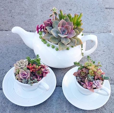 Succulent Arrangements Diy, Succulent Garden Indoor, Teacup Gardens, Succulent Garden Design, نباتات منزلية, Succulent Garden Diy, Diy Arrangements, Succulent Gardening, Succulents Indoor