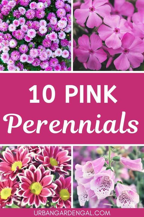 Pink Flowering Plants, Pink Flower Bed, Pink Perennial Flowers, Purple Pink Garden, Hardy Fuchsia Perennials, Pink Flower Garden, Perennials Low Maintenance, Plants With Pink Flowers, Small Flower Gardens