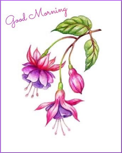 Fuchsia Flower, Flower Drawing Tutorials, Fuchsia Flowers, Flowers Drawing, Wild Garden, Illustration Botanique, Watercolor Flower Art, Watercolor Flowers Paintings, Botanical Painting