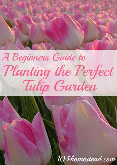 A Beginner Guide to Planting the Perfect Tulip Garden | The 104 Homestead Tulip Ideas Garden, Tulip Beds Design, Tulip Flower Bed Ideas, Tulip Bed Ideas, Tulip Garden Ideas Front Yards, Tulip Garden Ideas, Tulip Planting Ideas, Tulip Tips, Bulb Planting