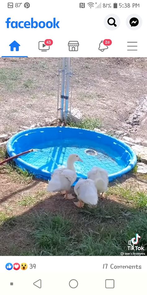 Duck Setup, Duck Pen Ideas, Ducks Backyard, Quack Shack, Owning Chickens, Duck Things, Duck Care, Duck Pen, Duck Ideas