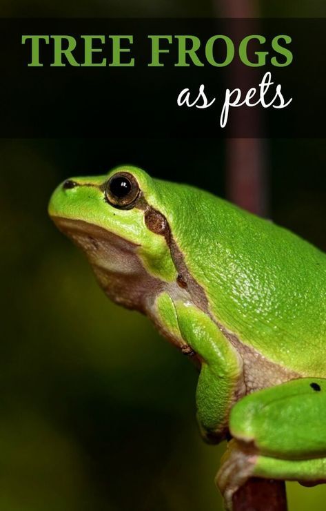 The Beginners Guide to Keeping Tree Frogs as Pets - PBS Pet Travel Diy Frog Habitat Terrariums, Pet Tree Frog, Diy Tree Frog Terrarium, Tree Frog Paludarium, Green Tree Frog Terrarium, Frog Terrarium Ideas, Tree Frog Terrarium, Gray Tree Frog, Pet Tarantula