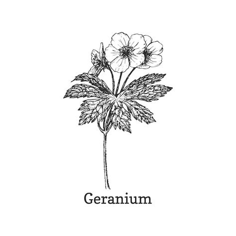 Geranium Flower Tattoo Design, Geranium Tattoo Design, Wild Geranium Tattoo, Geranium Tattoo Black And White, Papaw Tattoo, Geranium Flower Tattoo, Geraniums Tattoo, Geranium Drawing, Geranium Illustration