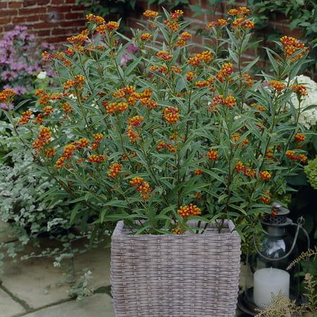 Butterfly Milkweed, Van Zyverden, Patio Kits, Rattan Planters, Milkweed Plant, Hanging Flower Baskets, Porch Deck, Orange Butterfly, Deck Patio