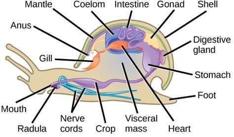 Diagram of phylum-mollusca Annelid, Vet Tech School, Health Application, Marine Science, Basic Anatomy And Physiology, Nasa Images, Molluscs, Biology Lessons, Earthworms