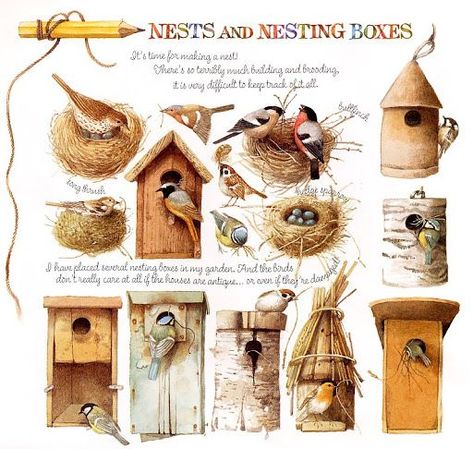 Birds And Their Nests, Nature Sketch, Marjolein Bastin, Nature Artists, Scientific Illustration, Dutch Artists, Nature Journal, Bird Illustration, Bastille