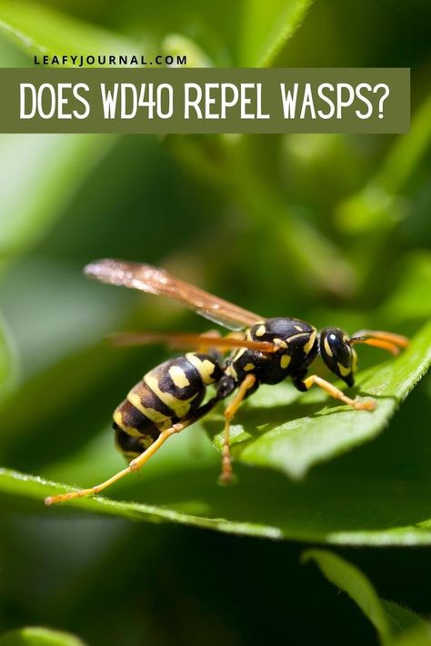 Does Wd40 Repel Wasps Natural Wasp Repellent, Wasp Sting Remedy, Mosquito Repellent For Dogs, Red Wasps, Wasp Removal, Homemade Bug Repellent, Wasp Repellent, Wasp Stings, Garden Bugs