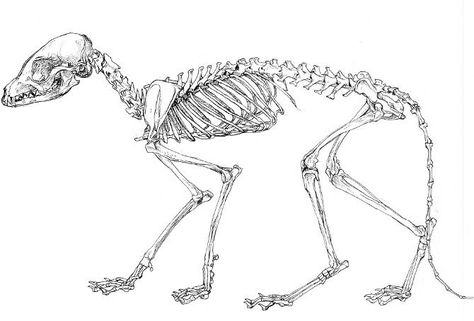 Drawing Canines, Animal Diagram, Fox Skeleton, Fox Anatomy, Skeleton Diagram, Skeleton Reference, Canine Anatomy, Sketch Studies, Taxidermy Fox