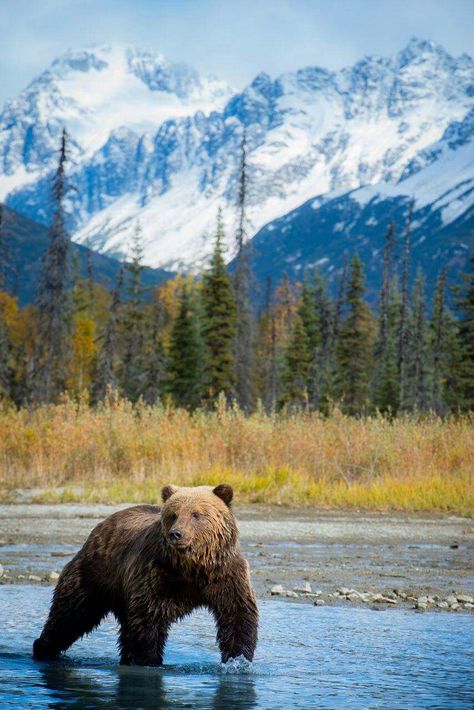 Lake Clark National Park, Alaska Black Bear Photos, Alaska Animals, Models Without Makeup, Listening Device, Canadian Wilderness, Photos Of Models, School Bully, Alaska Photography, Bear Fishing