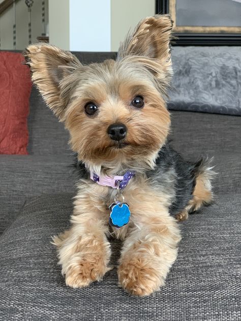 Yoki Dogs, Male Yorkie Hairstyles, Cute Small Dog Breeds, Yorkie Puppy Cut, Yorkie For Sale, Mini Yorkie, Yorkie Terrier Mix, Parti Yorkie, Parti Yorkies