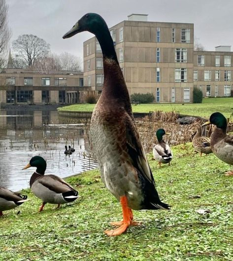 Drake Mallard, Como Plantar Pitaya, University Of York, Runner Ducks, Duck Pictures, What The Duck, Saltwater Crocodile, York England, Baobab Tree