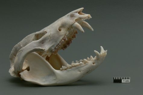 Virginia Opossum Skull Animal Jaw Bone, Possum Skull, Opossum Skull, Virginia Opossum, Animals Skull, Skeleton Reference, Chase Aesthetic, Bird Skulls, Dead Animals