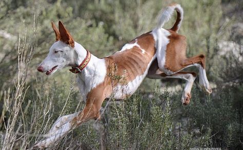 Dog Jumping Reference, Animal Action Poses, Dog Laying Down Reference, Dog Pose Reference, Animal Poses Reference, Poses With Animals, Dog Side View, Dog Species, Dog Reference