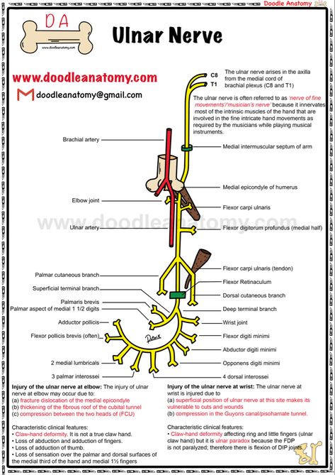 Ulnar Nerve Anatomy, Ulnar Nerve, Unwanted Hair Growth, Biology Notes, Med School, Medical School, Nerve, Plexus Products, Biology