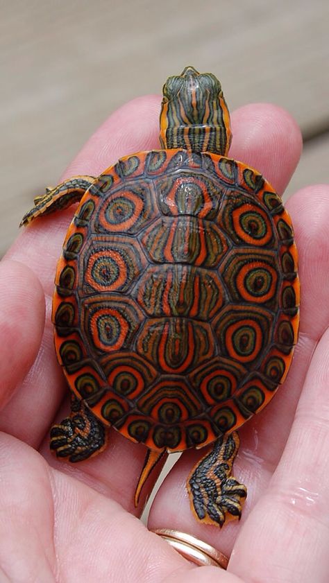 Cool shell Turtles For Sale, Slider Turtle, I Like Turtles, Russian Tortoise, Turtle Rock, Red Eared Slider, Pet Turtle, Turtle Tank, Tortoise Turtle