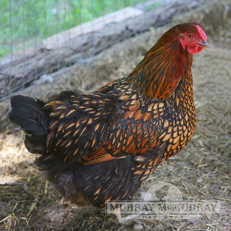 McMurray Hatchery Golden Laced Wyandottes Gold Laced Wyandotte, Wyandotte Hen, Wyandotte Chickens, Breeds Of Chickens, Laced Wyandotte, Wyandotte Chicken, Rooster Breeds, Day Old Chicks, Types Of Chickens