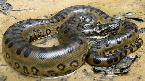 Green Anaconda in Water Anaconda Attack, Anaconda Verde, Giant Anaconda, Anaconda Snake, Green Anaconda, Types Of Snake, Giant Snake, Strongest Animal, Largest Snake