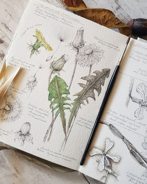 Ant Drawing, Drawings Of Flowers, Botanical Sketchbook, Field Journal, Whimsical Nature, Nature Journaling, Nature Sketch, Plant Book, Art Journal Techniques