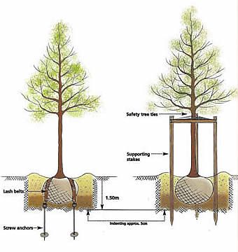 Staking a large tree FAQs Bay Laurel Tree, Garden Grid, Tree Fence, Planting Fruit Trees, Hedge Plants, Tree Stakes, Bay Laurel, Laurel Tree, Rose Garden Design