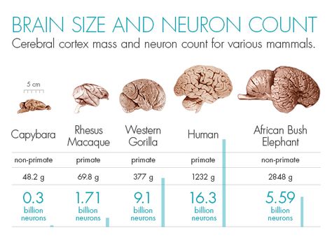 When it comes to brains, size isn’t everything. The human brain is much smaller than that of an elephant or whale. But there are far more neurons in a human’s cerebral cortex than in the cortex of any other animal. Data taken from the following studies: Cellular scaling rules for primate brains; Cellular scaling rules for rodent brains; Gorilla and Orangutan Brains Conform to the Primate Cellular Scaling Rules: Implications for Human Evolution; The elephant brain in numbers. Elephant Brain, Quanta Magazine, Biological Anthropology, Elephant Eating, Brain Size, Cerebral Cortex, The Human Brain, Human Evolution, Brain Surgery