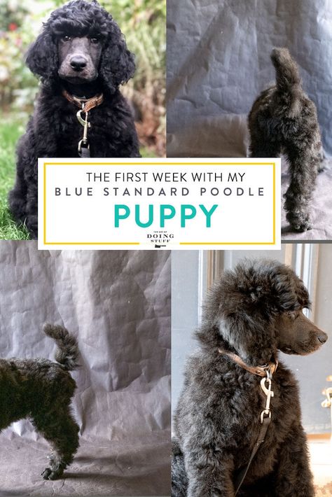 The first week with my 8 week old blue Standard Poodle, Philip. I ate kibble by accident. Blue Poodle Standard, Blue Standard Poodle, Poodle Puppy Training, Standard Poodle Puppy, Blue Poodle, Poodle Puppy Standard, Blurry Pictures, Standard Poodles, Poodle Puppy