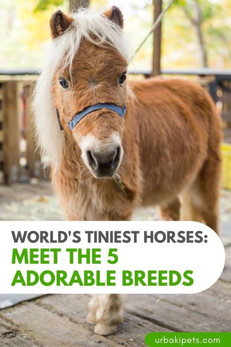 If you love all things horses, you won't want to miss this! Get ready to be amazed by the world's tiniest equines - these miniature horses are sure to steal your heart. Our guide takes you on a journey through the 5 smallest horse breeds on the planet, each one with their own unique characteristics and origins. From the pint-sized Falabella, hailing from Argentina and standing just 34 inches tall, to the charming American Miniature Horse, these tiny titans are a wonder to behold. Falabella Horse, Pet Meds, Tiny Titans, Fjord Horse, Tiny Horses, Miniature Horses, Hoof Care, Shetland Pony, Horse Boarding