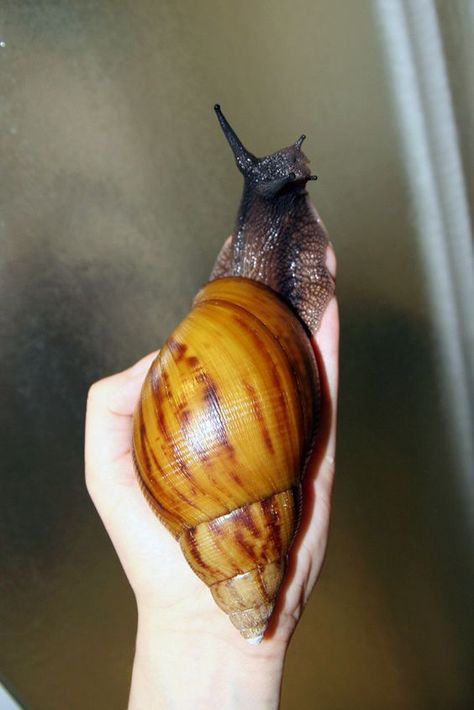 The Giant African Snail (Achatina Fulica) Snail Achatina, African Snail, Giant African Land Snails, Big Tortoise, Giant Snail, Russian Tortoise Diet, Land Snail, Red Footed Tortoise, Pet Snails