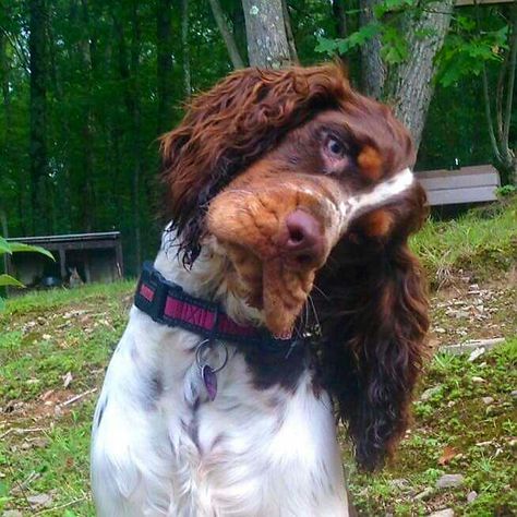 Springer Spaniel Springer Puppies, Husky Corgi, Puppy Care Tips, Springer Spaniel Puppies, English Setters, Puppies Black, Spaniel Breeds, Grooming Business, Head Tilt