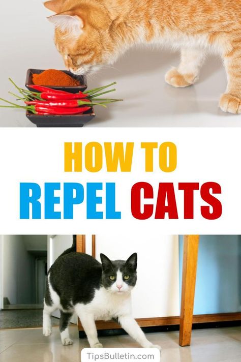 Plants That Repel Cats, Cat Repellant Outdoor, Cat Deterrent Spray, Kitty Tips, Cat Repellent, Cat Deterrent, Cat Problems, Homestead Gardening, Natural Repellent