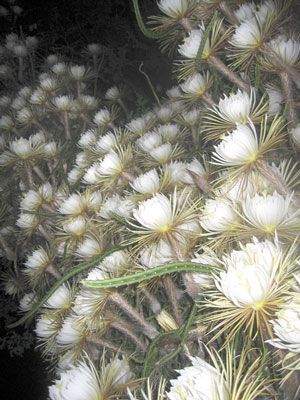 Night-blooming cereus, amazing fragrance! My Nana inspired my love of gardening; how she loved flowers! She had a green thumb, and could coax flowers even from the sandy, sour soil outside her beachfront home! Watching Nightblooming Cereus open on Summer evenings at Nana's home was magical! No wonder I love night-blooming flowers to this very day! Plant Night, Night Blooming Flowers, Succulent Images, Moon Flowers, Garden Hedges, Goth Garden, Flora Flowers, Types Of Succulents, Moon Garden