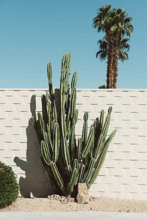 Palm Springs Landscaping, Palm Springs Garden, Palm Springs Aesthetic, Palm Springs Architecture, Palm Spring, Healthy Advice, Plant Aesthetic, Cactus Garden, Cacti And Succulents