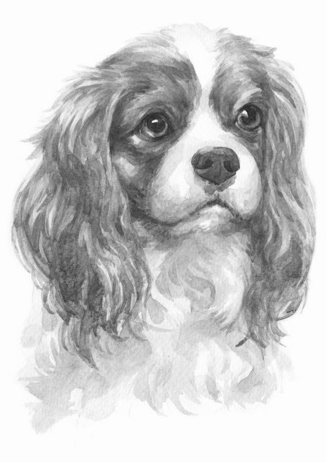 Cavalier Dog Tattoo, King Charles Cavalier Drawing, King Charles Cavalier Spaniel Drawing, Cavalier Drawing, King Charles Spaniel Drawing, Cavalier King Charles Spaniel Drawing, Dog Drawing Tutorial, Cavalier King Charles Spaniel Tricolor, Spaniel Art