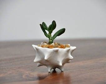 Succulent Bowl, Small Ceramic Planter, Succulent Bowls, Ceramic Succulent Pots, Tiny Bowls, Small Ceramic Bowl, Bowl Centerpiece, Ceramic Ring Dish, Pinch Bowls