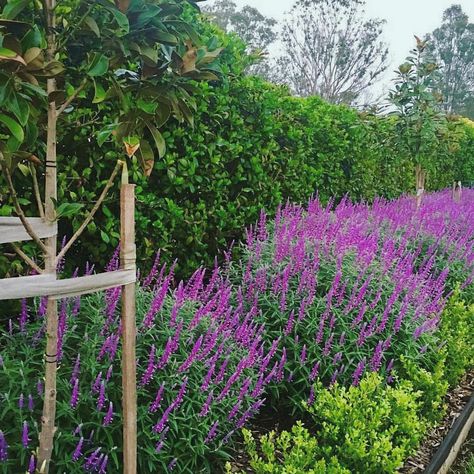 Murray Boissery Garden Design on Instagram: “Salvia leucantha 'Santa Barbara' is a stunning choice for any Perennial bed. It grows 1 x 1m and flowers nearly the entire summer and into…” Salvia Landscaping, Salvia Palth I Was All Over Her, Salvia Purple, Salvia Violet Queen, Mexican Sage, Salvia Greggii Purple, Salvia Curviflora, Salvia Plants, Purple Garden