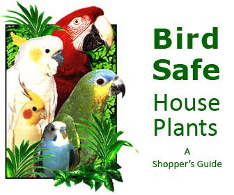 Bird Safe House Plants Bird Safe House Plants, Bird Safe Plants, Parrot Safe Plants, Bird Room Ideas, Safe House Plants, Bird Room, Cat Safe Plants, Pet Bird Cage, Conure Parrots