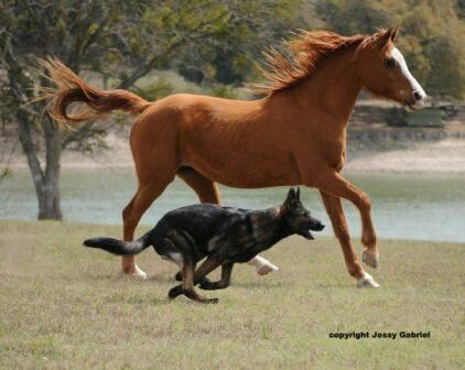 Dark sable german shepherd running with horse Horse And German Shepherd, Jack Hawthorne, German Shepherd Running, Horses Logo, Attack Dog, Caine Husky, Black German Shepherd Puppies, Dog And Horse, Horse And Dog