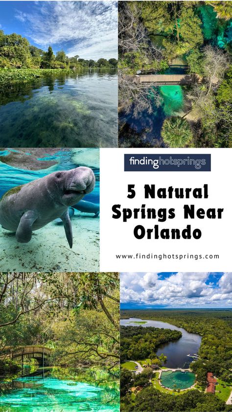 5 Natural Springs Near Orlando - Best Springs near Orlando Relax In Nature, Blue Springs State Park, Florida Springs, Rock Springs, Blue Spring, Us Destinations, Pier Fishing, Scenic Beauty, Spring Nature