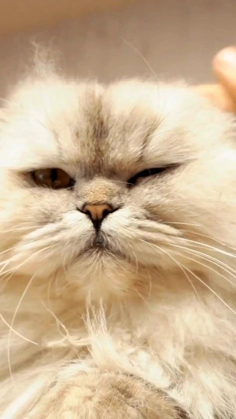 Grumpy cat 
#grumpycat #mood #cats #pets #animal #kitten Grumpy Cat, Cat Life, Kittens, Animals